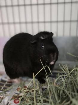 Rescue Guinea Pig Guinea Pigs for Adoption in Las Vegas, Nevada - ALEX | PetCurious